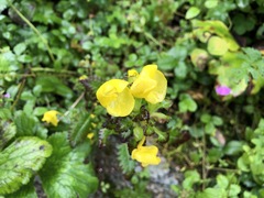 Pedicularis hoffmeisteri