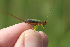 Conocephalus nigropleurum