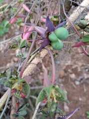Tropaeolum pentaphyllum