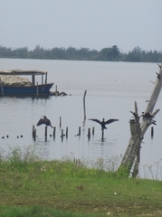 Nannopterum brasilianum