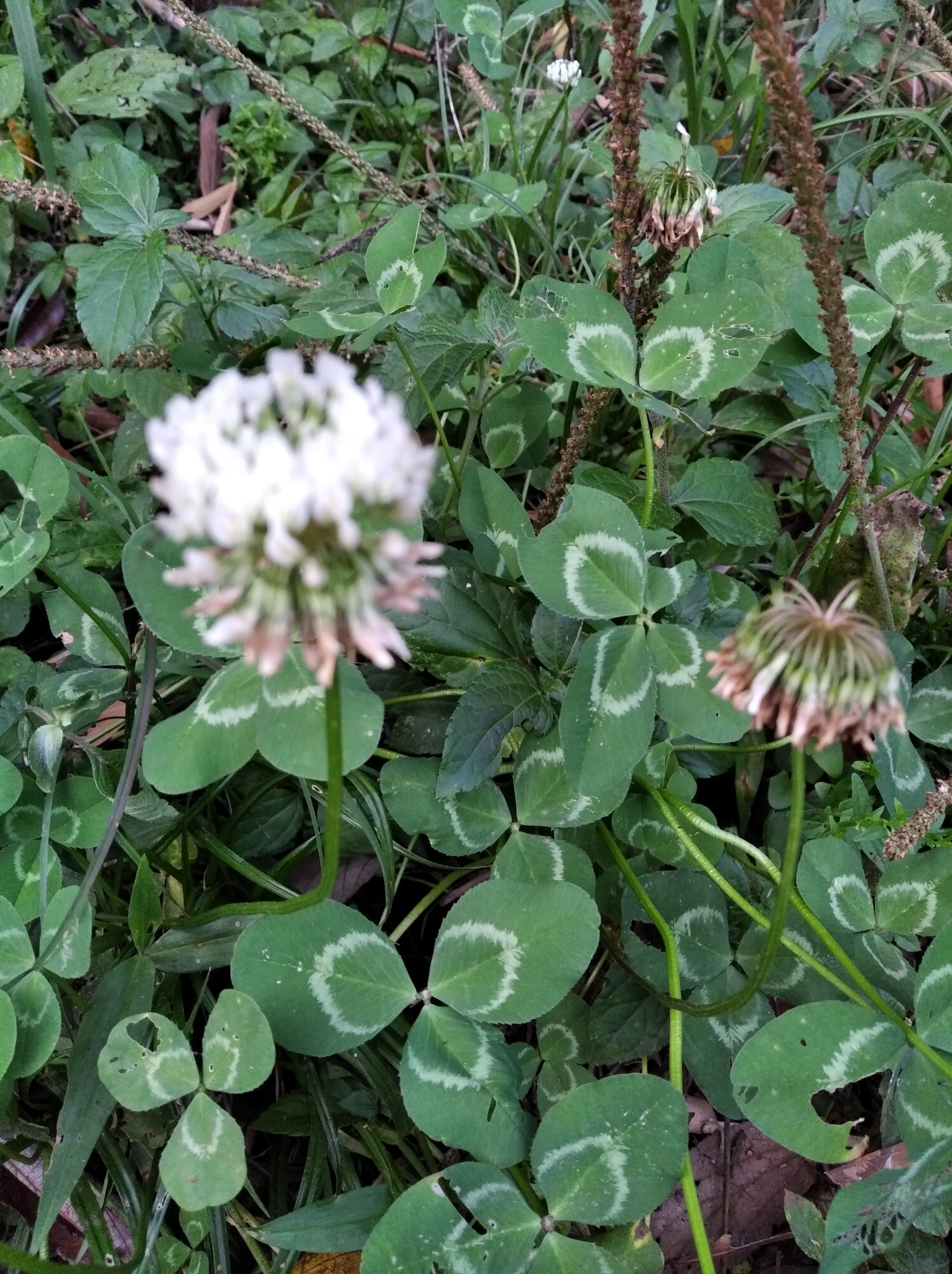 Trifolium repens