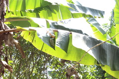 Agalychnis moreletii