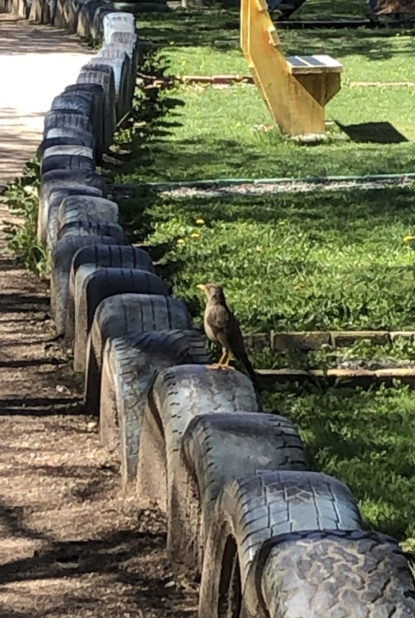 Turdus chiguanco image