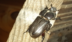 Phileurus