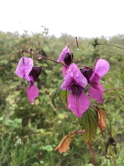 Impatiens sulcata