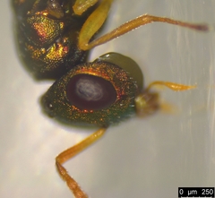 Halticoptera laevigata