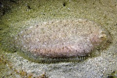 Aseraggodes lenisquamis