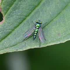 Condylostylus caudatus