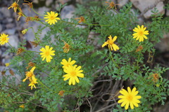 Chrysactinia truncata