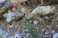 Penstemon lanceolatus