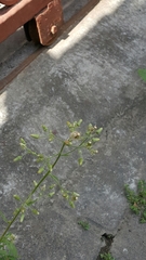Erigeron sumatrensis
