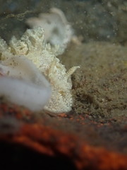 Goniodoris castanea