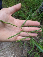 Paspalum laeve