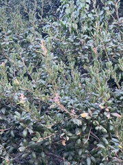 Rhus integrifolia × ovata