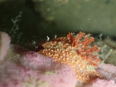 Goniodoris castanea