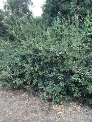Rhus integrifolia × ovata