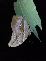 Eryphanis lycomedon