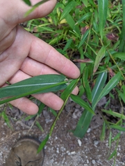 Paspalum laeve