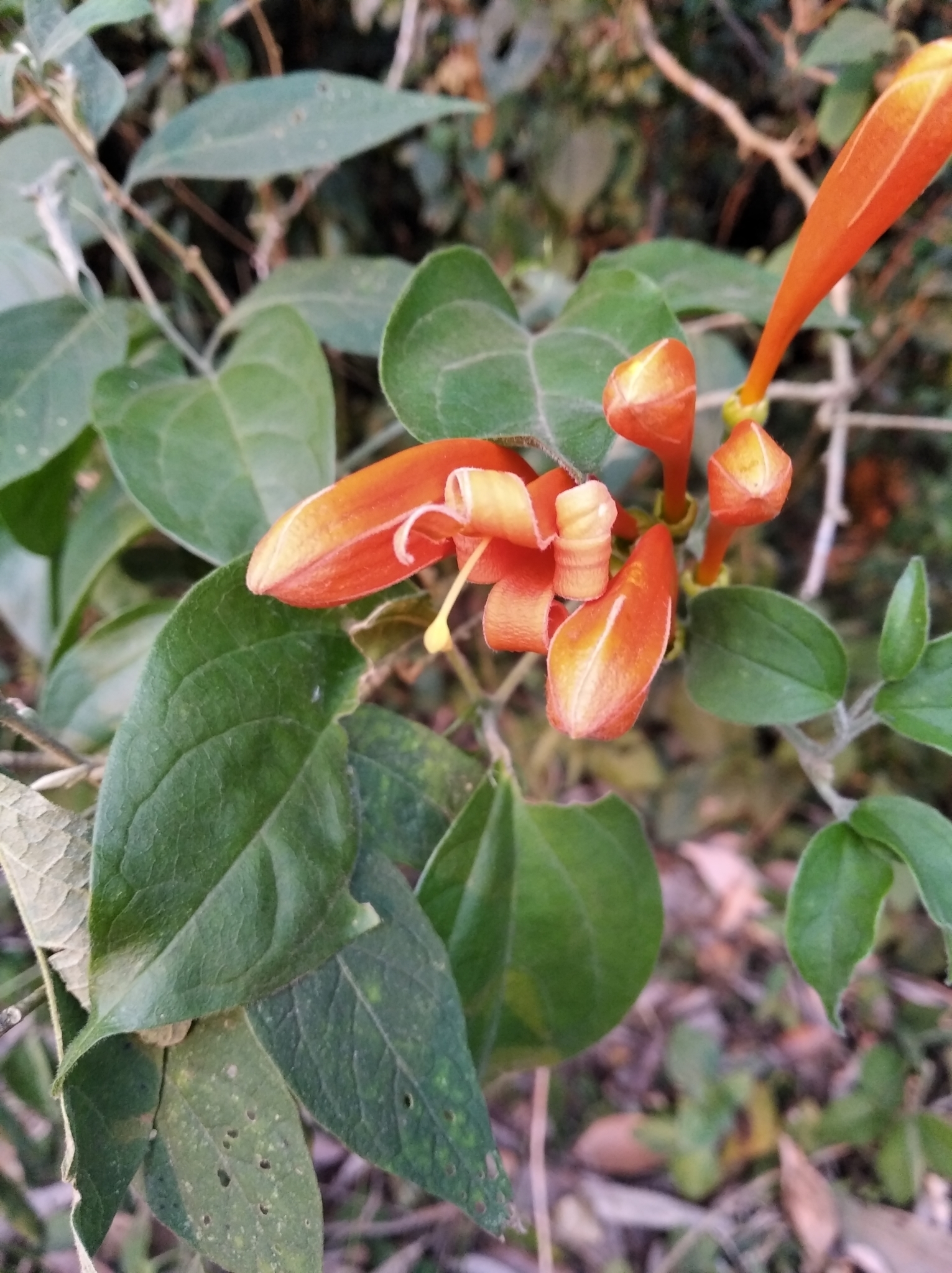 Pyrostegia venusta