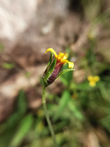 Image of Wingpetal (Heterosperma pinnatum) by (c) Juan Carlos Pérez Magaña, some rights reserved (CC BY-SA)