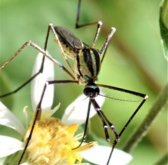 Toxorhynchites rutilus septentrionalis