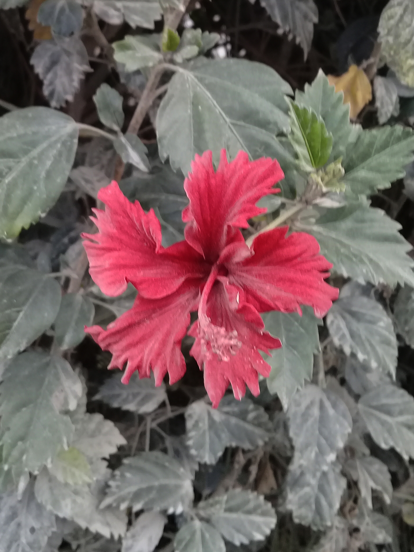 Hibiscus image