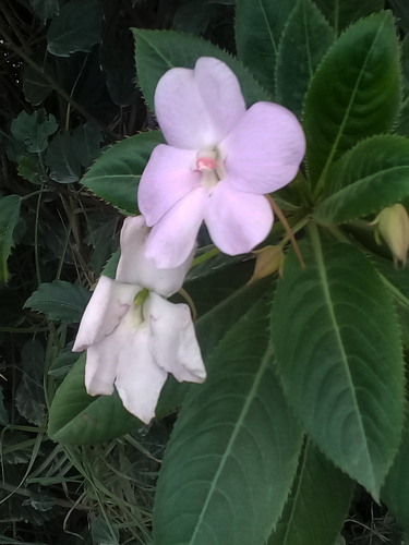 Impatiens sodenii image