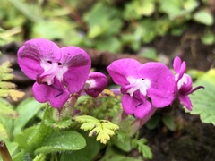 Pedicularis siphonantha