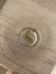 Lepidoptera