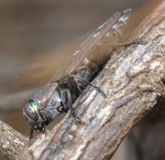 Chrysobothris octocola