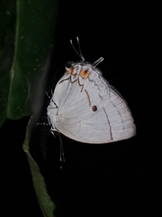 Iaspis andersoni
