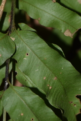 Phanerophlebia