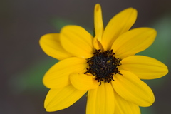 Helianthus debilis silvestris