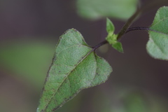 Helianthus debilis silvestris