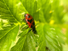 Hippodamia washingtoni