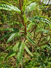 Hibiscus sabdariffa