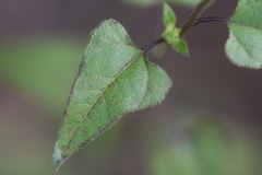Helianthus debilis silvestris