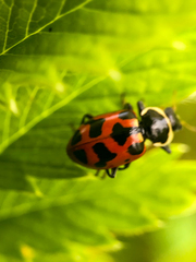 Hippodamia washingtoni