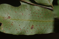 Phanerophlebia