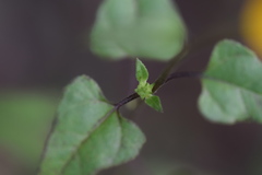 Helianthus debilis silvestris