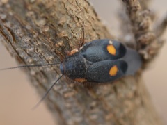 Euthyrrhapha pacifica