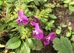 Pedicularis siphonantha