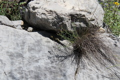 Sceloporus spinosus