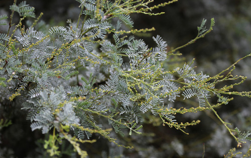 Acacia chinchillensis