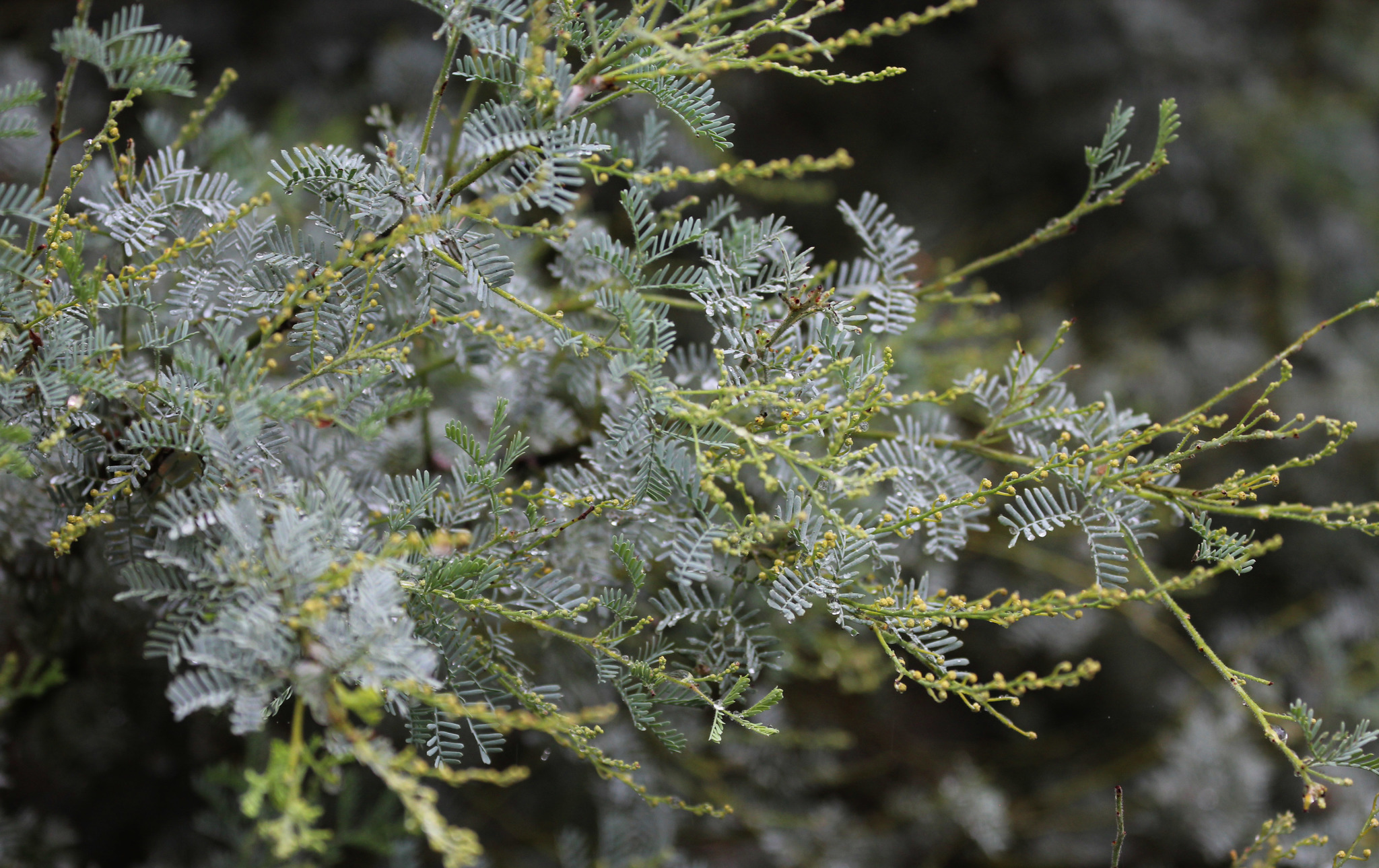 Acacia chinchillensis
