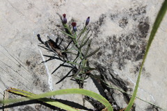 Porophyllum linaria
