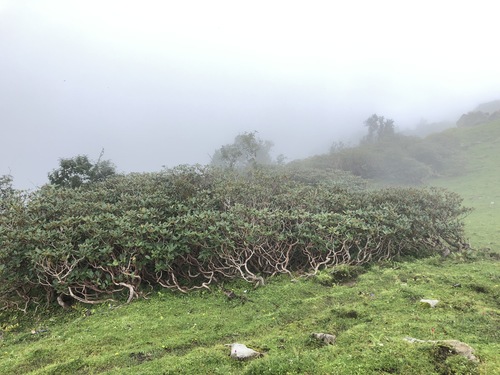 Bell rhododendron (Rhododendron campanulatum)