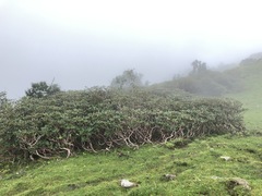 Rhododendron campanulatum