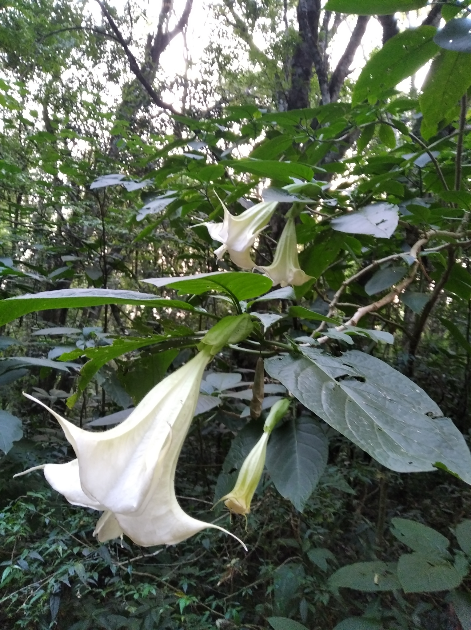 Brugmansia suaveolens