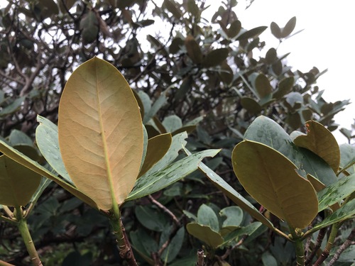Rhododendron campanulatum, photograph 3